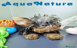 Yorkshire Terrier perros en venta: Yorkshire Macho CJMM 2435 AQUANATURA - Imagen 2