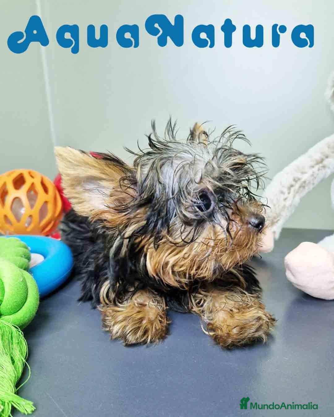 Yorkshire Terrier perros en venta: Yorkshire Macho CJMM 2435 AQUANATURA - Imagen 2