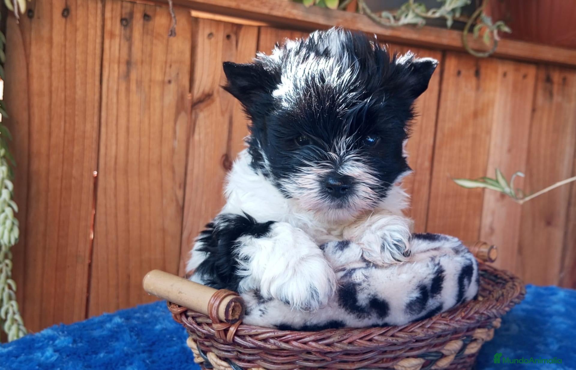 Biewer Yorkshire Terrier a la Pom Pon perros Cachorros Yorkshire colores exóticos - Anuncio 2