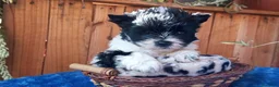 Biewer Yorkshire Terrier a la Pom Pon perros en venta: Cachorros Yorkshire colores exóticos - Anuncio 1