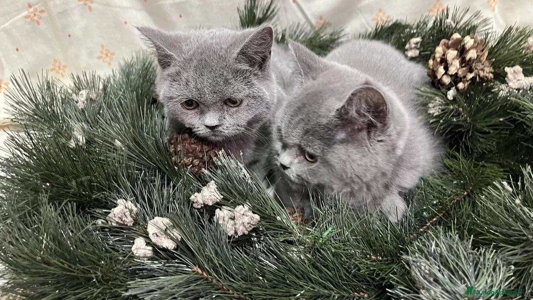 Británico de Pelo Corto gatos en venta: British Shorthair - camada disponible (4 meses) - Anuncio 4