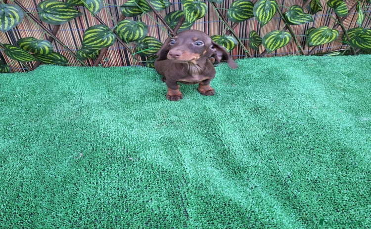 Teckel Miniatura perros - Anuncio 2