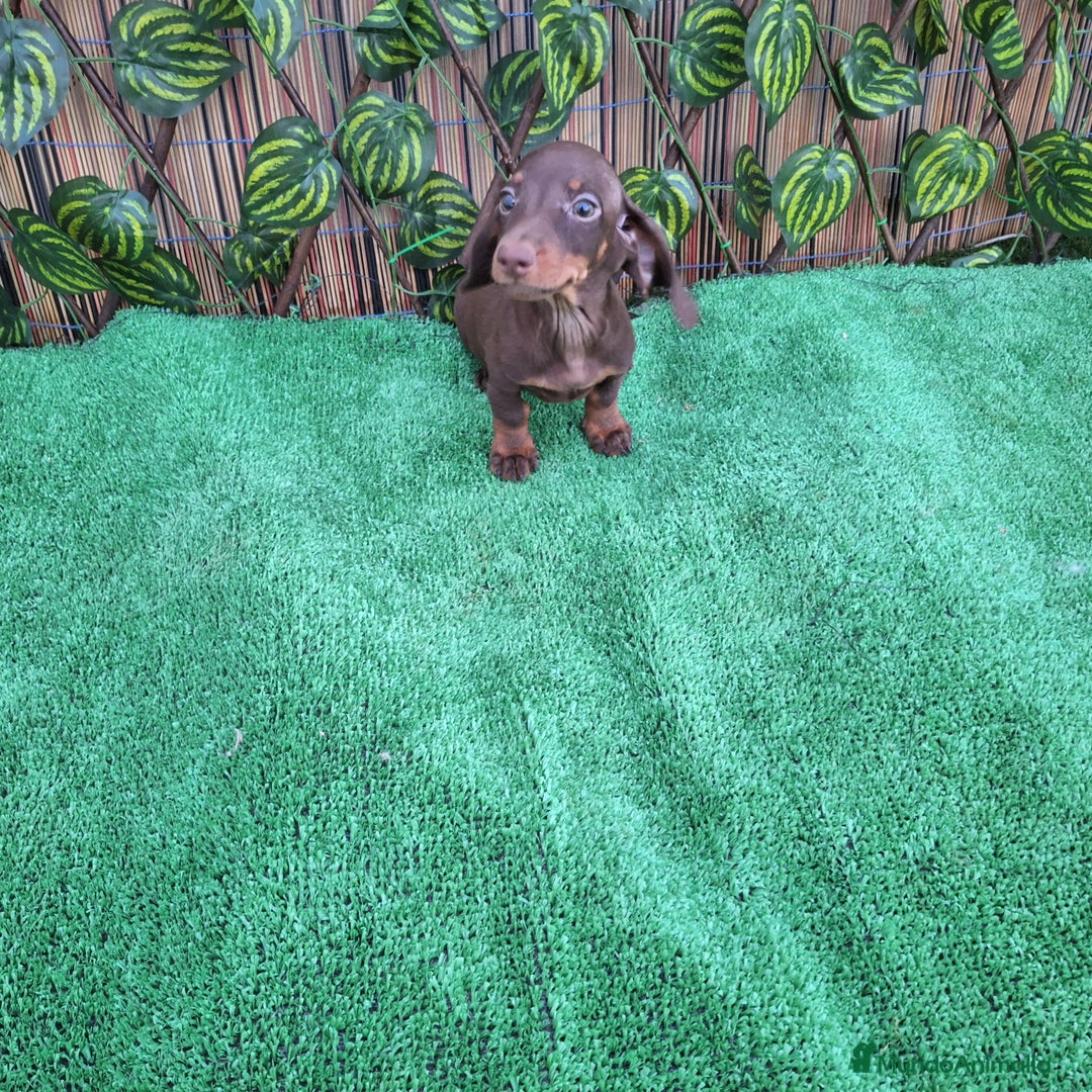 Teckel Miniatura perros en venta: TECKEL MINI CHOCOLATE  - Imagen 1