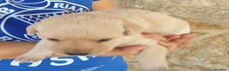 Labrador Retriever perros en venta: Cachorros labrador - Anuncio 3