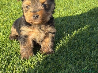 Yorkshire Terrier perros Yorkshire terrier Toy Machos - Anuncio 2