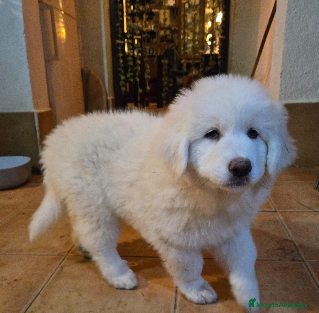 Perro de Montaña de los Pirineos perros en adopcion: Hembra perro de montaña de los pirineos - Anuncio 1