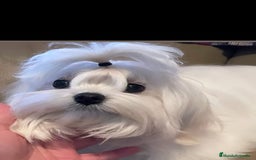 Bichón Maltés perros en venta: Maltés coreano toy ✨✨✨👈👈👈☎️ - Imagen 6