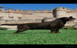 Labrador Retriever perros en venta: Cachorros labrador chocolate top - Imagen 5