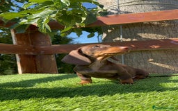 Teckel perros en venta: TECKEL MINIATURA HEMBRA - Imagen 5