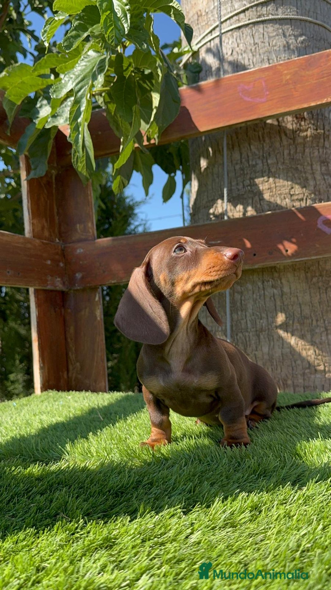 Teckel perros en venta: TECKEL MINIATURA HEMBRA - Imagen 5