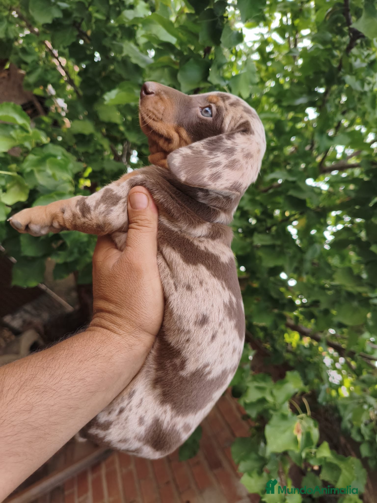 Teckel Miniatura perros Cachorros Teckel miniatura  - Anuncio 25