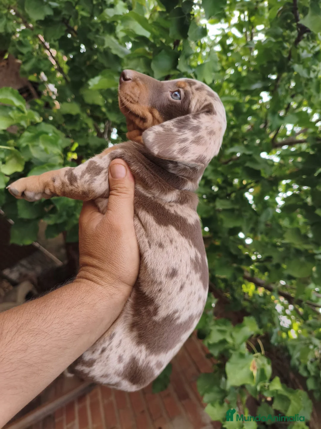 Teckel Miniatura perros en venta: Cachorros Teckel miniatura  - Anuncio 1