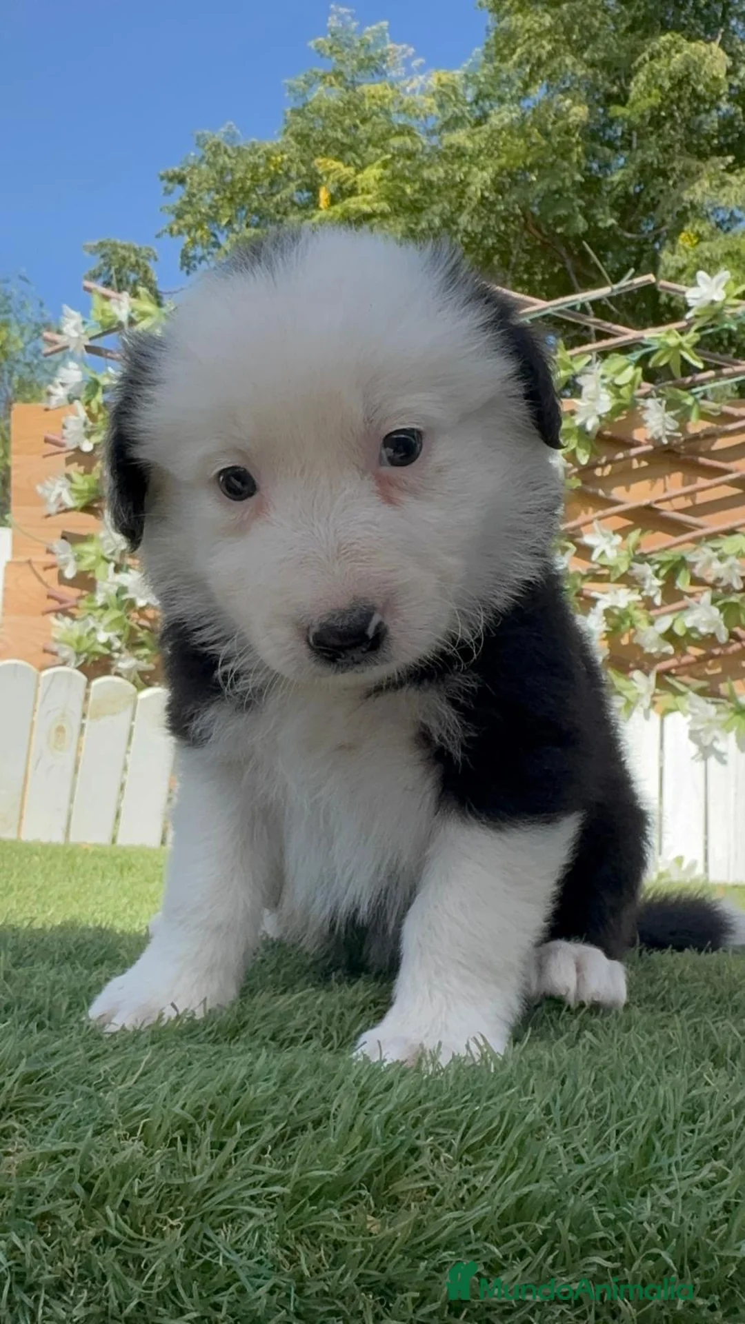 Border Collie perros en venta: BORDER COLLIE - HEMBRA - Anuncio 11