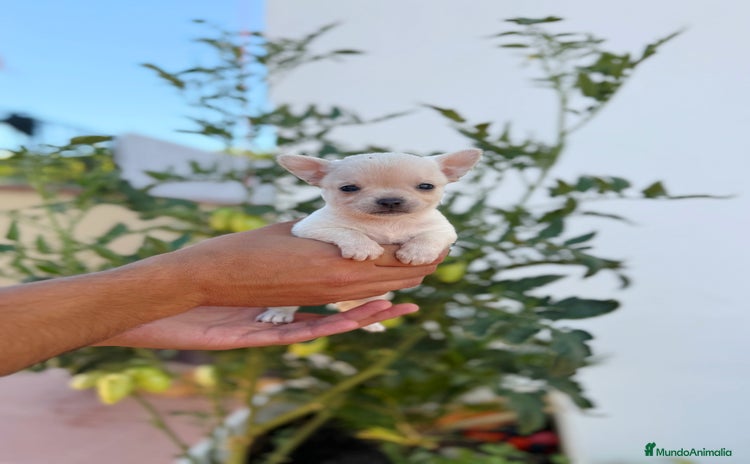 Chihuahua perros - Propaganda 1