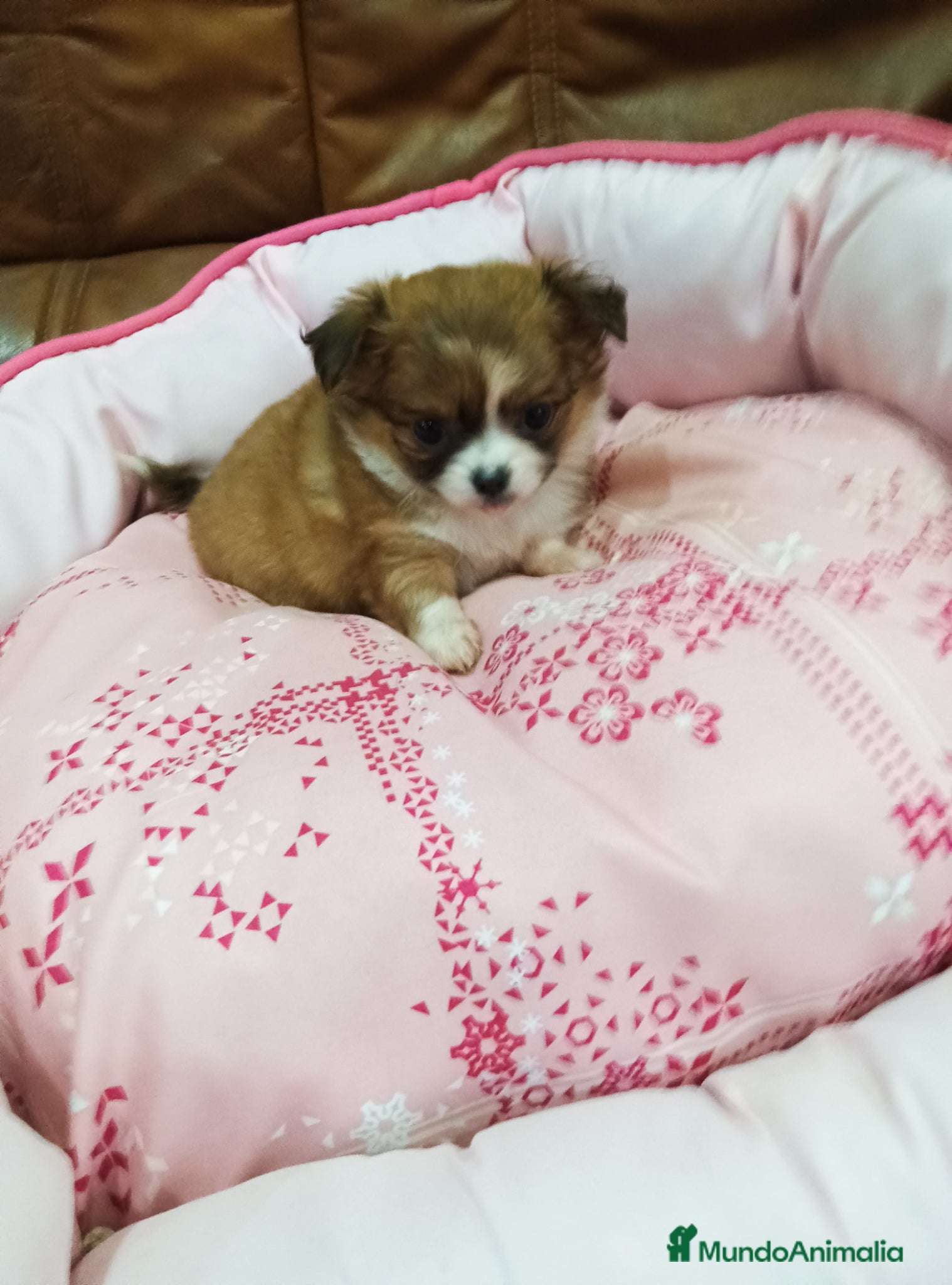 Chihuahua perros CHIHUAHUA TOY  - Anuncio 1