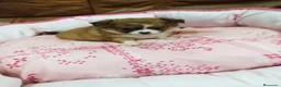 Chihuahua perros en venta: CHIHUAHUA TOY  - Anuncio 1