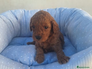 Caniche Toy perros en Murcia - Anuncio 33