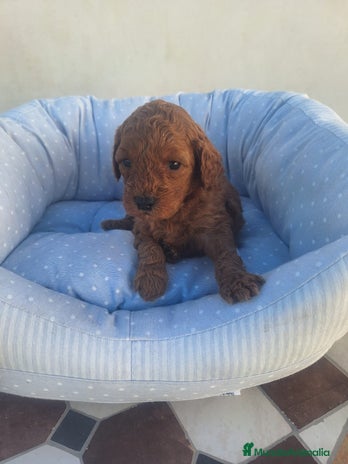 Caniche Toy perros en Murcia - Anuncio 2