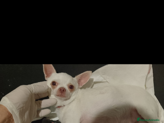 Chihuahua perros Chihuahua.Mini - Anuncio 1