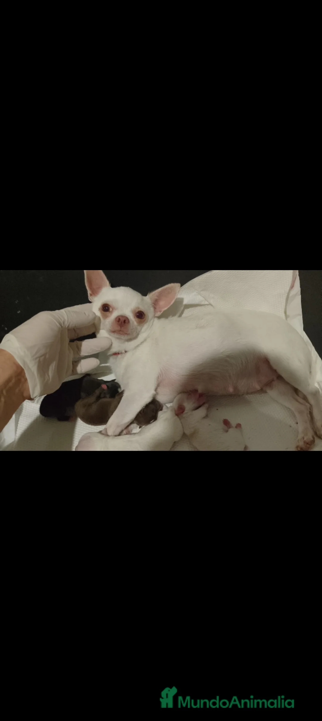 Chihuahua perros en venta: Chihuahua.Mini - Anuncio 1