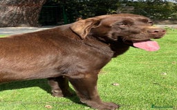 Labrador Retriever perros en venta: Labradores chocolates  - Imagen 5