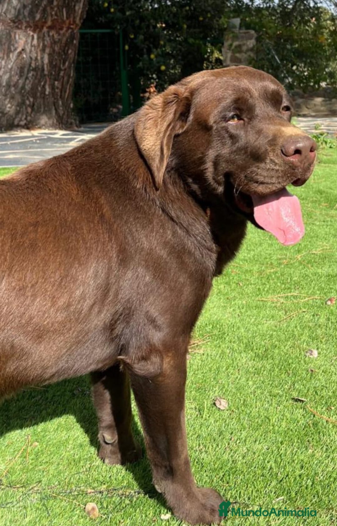 Labrador Retriever perros en venta: Labradores chocolates  - Imagen 5