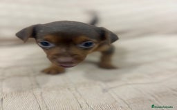 Pinscher Miniatura perros en venta: Pinscher miniatura chocolate  - Imagen 24