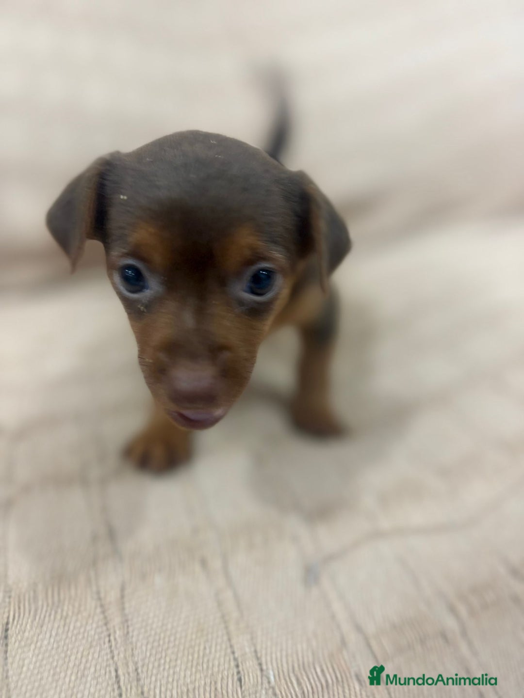 Pinscher Miniatura perros en venta: Pinscher miniatura chocolate  - Imagen 24