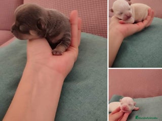 Chihuahua perros Chihuahuas - Anuncio 31