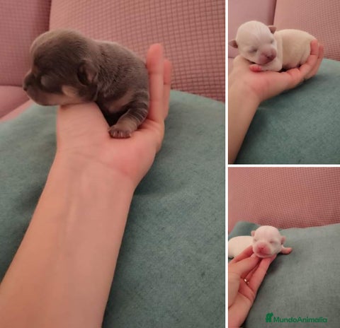 Chihuahua perros Chihuahuas - Anuncio 13