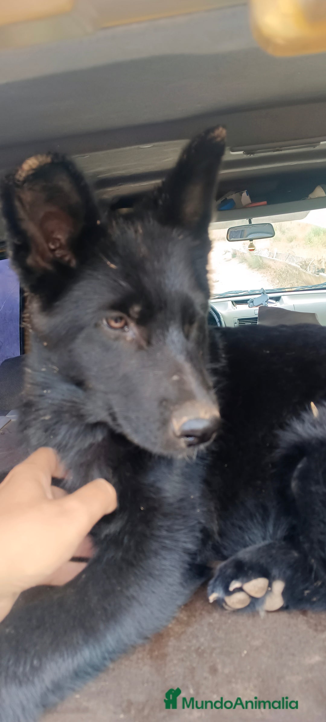 Pastor Alemán perros en venta: Negro solido - Anuncio 3