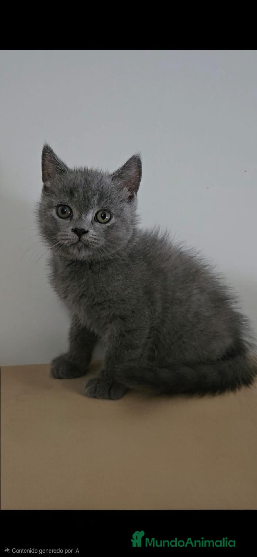 Británico de Pelo Corto Azul gatos Brithis Blues Espectaculares cachorros  - Anuncio 3