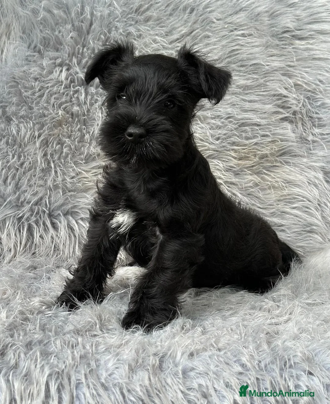 Schnauzer Miniatura perros en venta: Schnauzer miniatura  en Barcelona - Anuncio 3