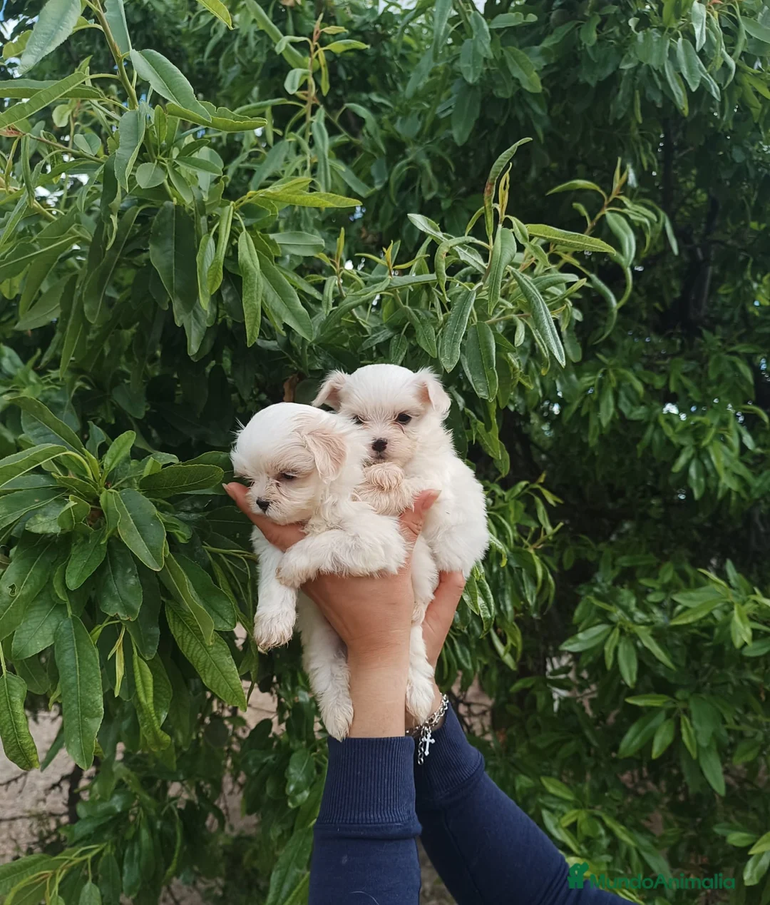Bichón Maltés perros en venta: BICHÓN MALTES HEMBRITAS - Anuncio 2