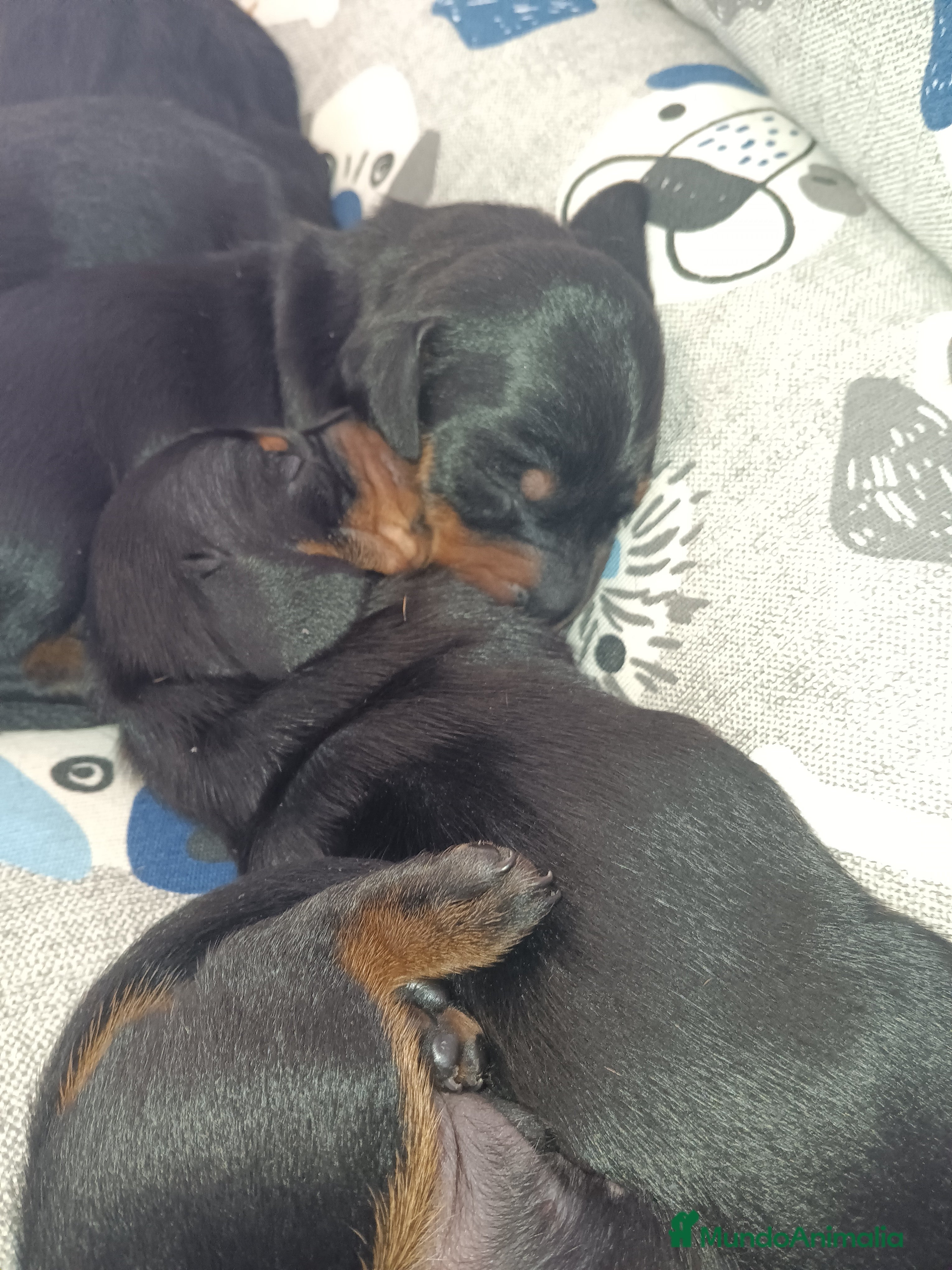 Teckel perros Teckels Mini Macho Negro Fuego - Anuncio 3