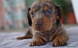 Teckel Miniatura perros en venta: 🐾 Kodat, Byron, Curry y Florentina – Teckel 🐾 - Imagen 5