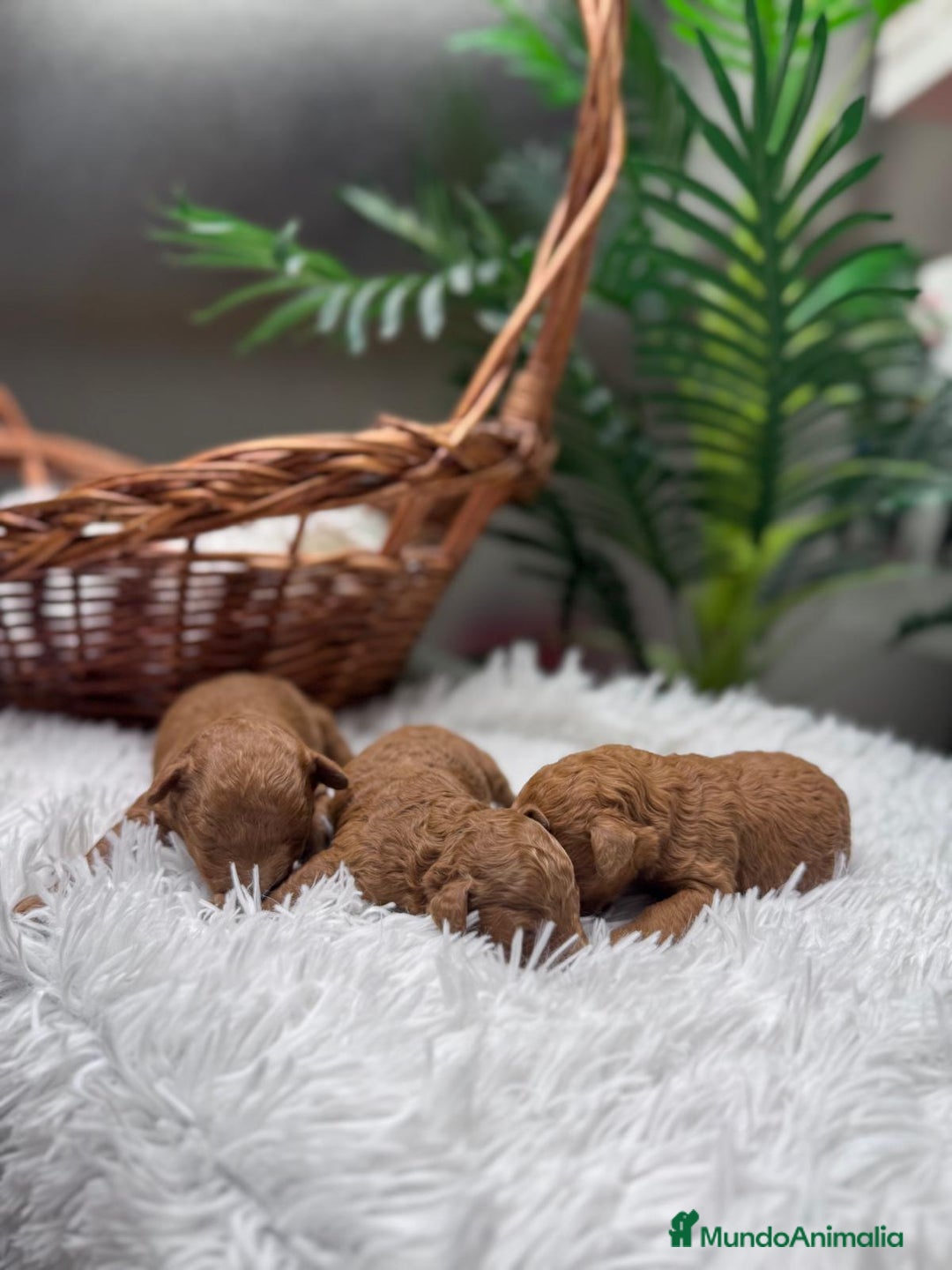 Caniche Toy perros en venta: CANICHE ROJO - Anuncio 5