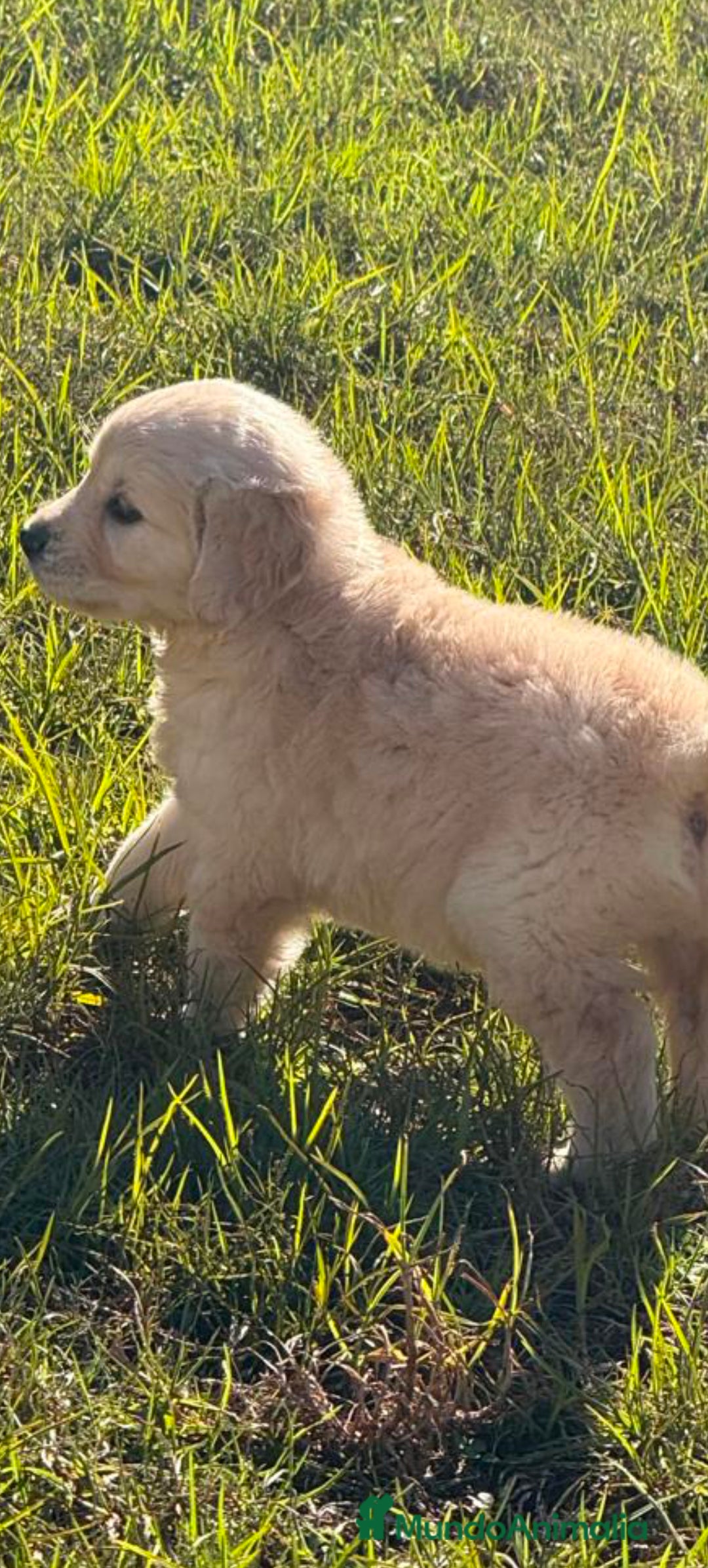 Golden Retriever perros en venta: Hembra de golden retriever  - Anuncio 2