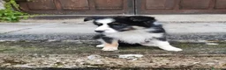 Border Collie perros en venta: Macho tricolor Border collie🐾🐶 en Sevilla - Anuncio 2