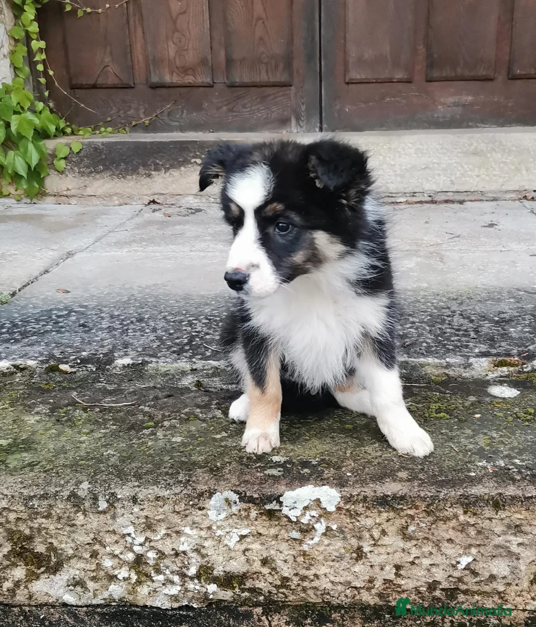 Border Collie perros en venta: Macho tricolor Border collie🐾🐶 en Sevilla - Anuncio 2