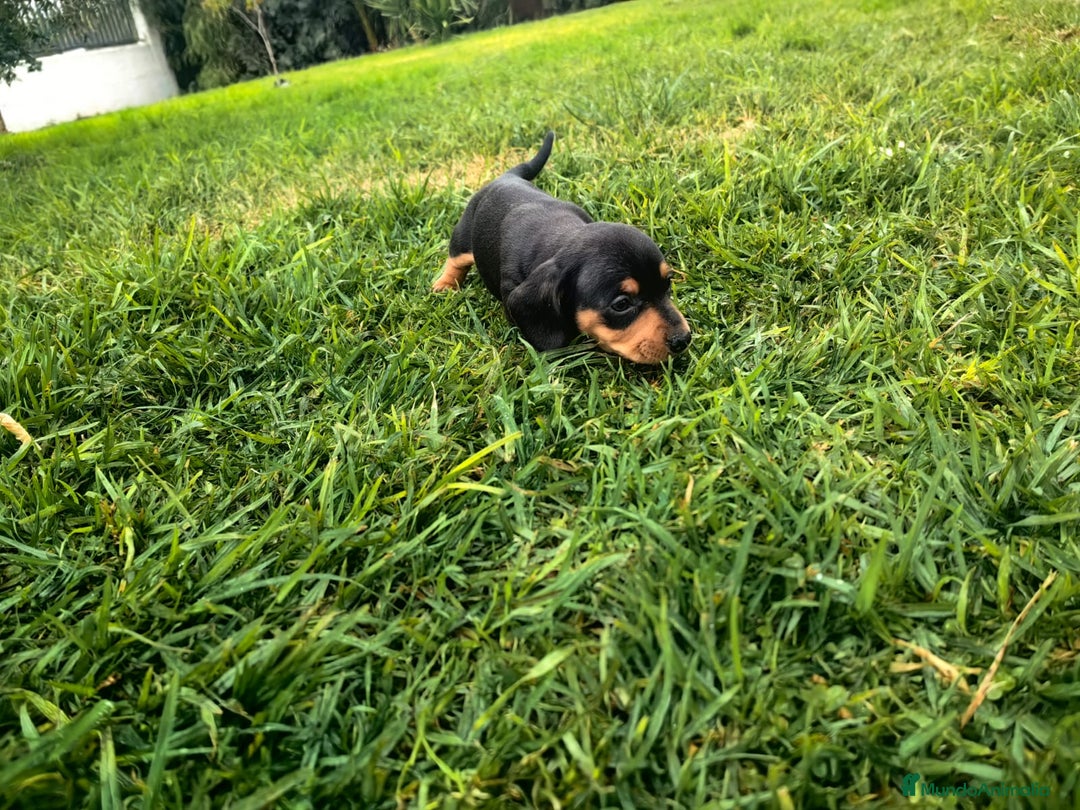 Teckel Miniatura perros en venta: Teckel miniatura  - Anuncio 2