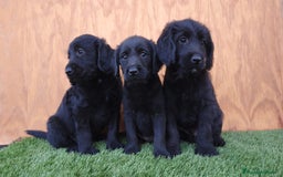 Labradoodle perros en venta: Labradoodle ( precio real y fotos reales) - Imagen 5