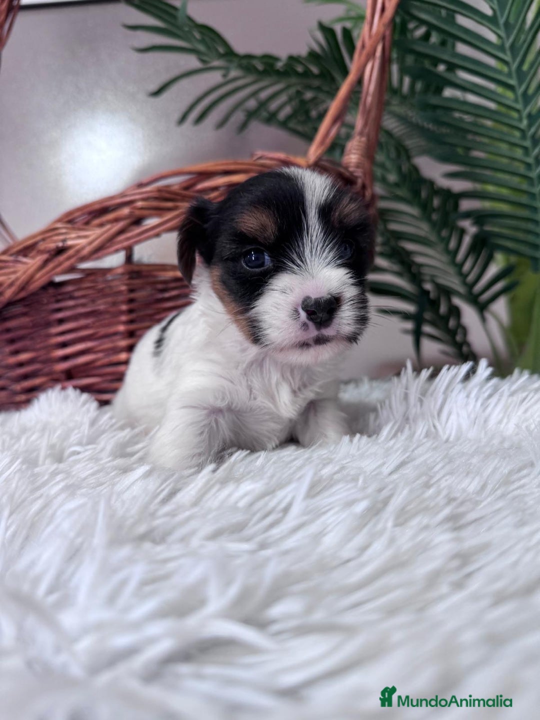 Yorkshire Terrier perros en venta: YORKSHIRE BIEWER MACHO - Anuncio 17