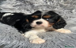 Cavalier King Charles Spaniel perros en venta: Cavalier tricolor macho  - Imagen 3