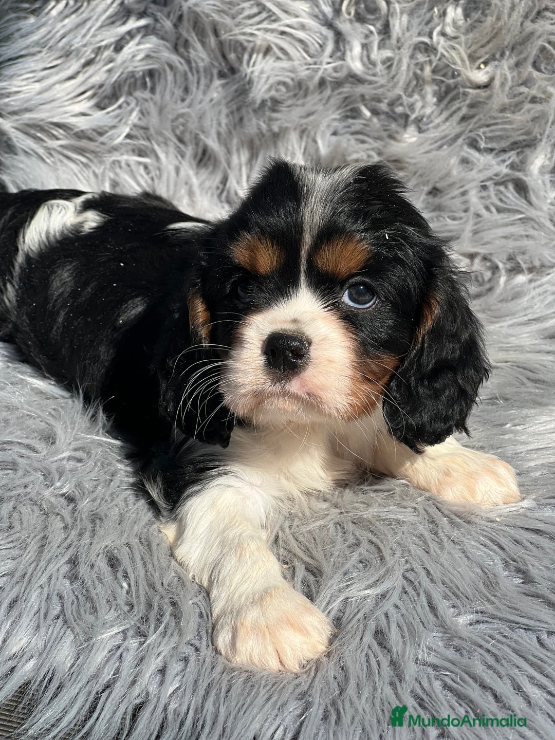 Cavalier King Charles Spaniel perros en venta: Cavalier tricolor macho  - Imagen 3