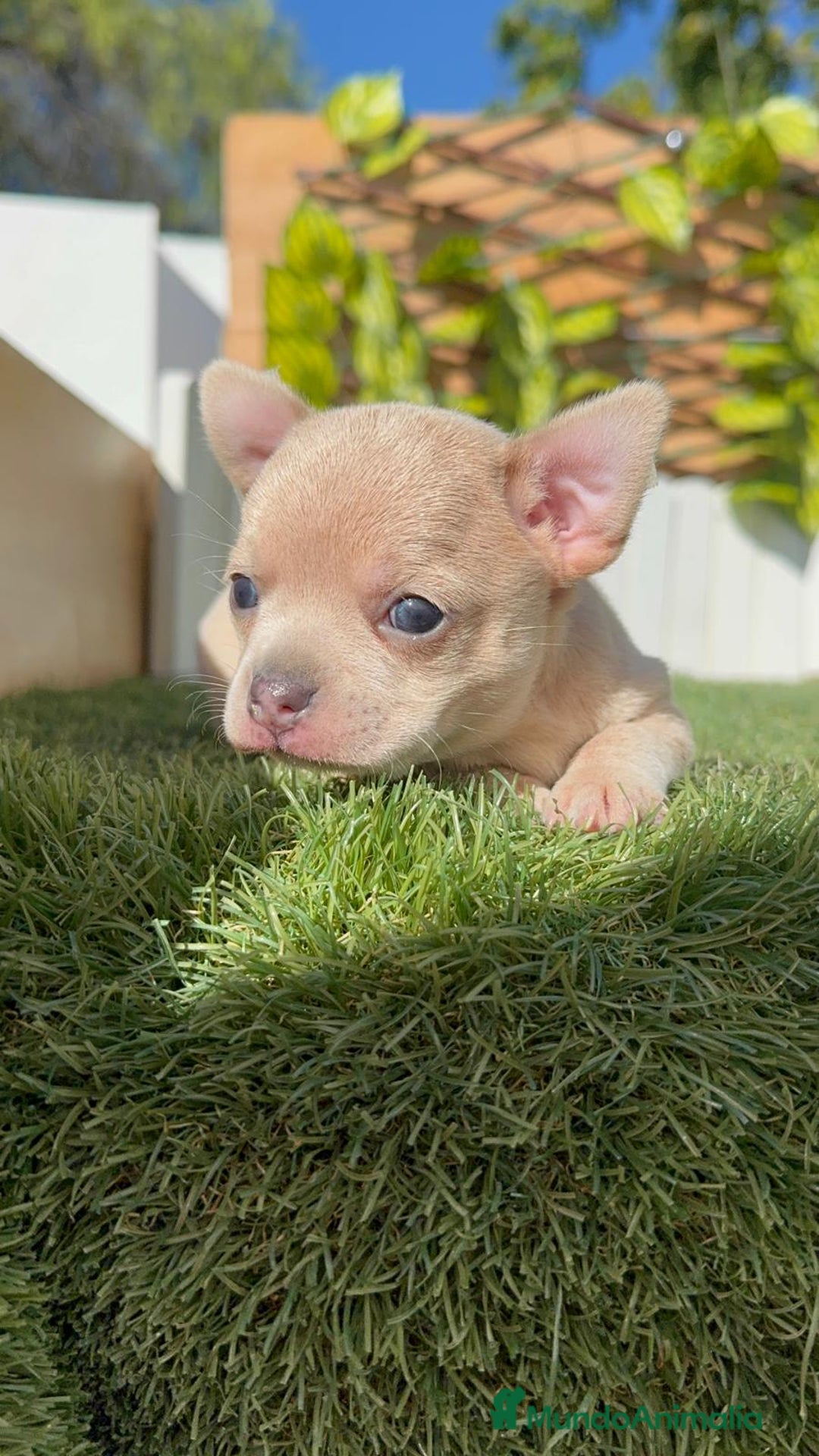 Chihuahua perros en venta: CHIHUAHUA HEMBRA - Imagen 5