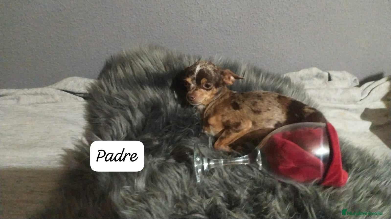 Chihuahua perros Chihuahua pelo semilargo y corto cabeza cerbato - Anuncio 2