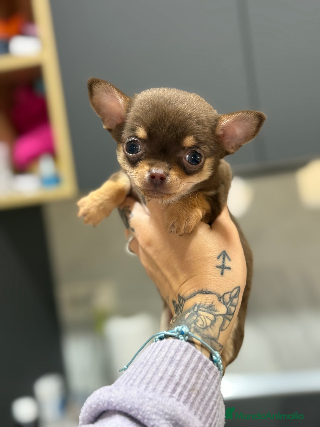 Chihuahua perros en venta: Cachorros chihuahua macho  - Anuncio 4