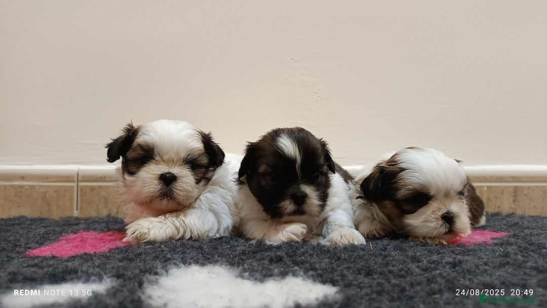 Shih Tzu perros en venta: EXCELENTES CACHORROS - Imagen 4