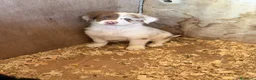 Border Collie perros en venta: Borde collie  - Anuncio 14